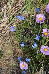 Eritrichium sericeum