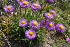 Erigeron thunbergii