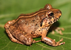 Craugastor laevissimus