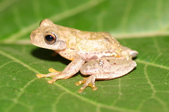 Ptychohyla hypomykter