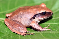 Craugastor laticeps