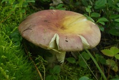 Russula decipiens