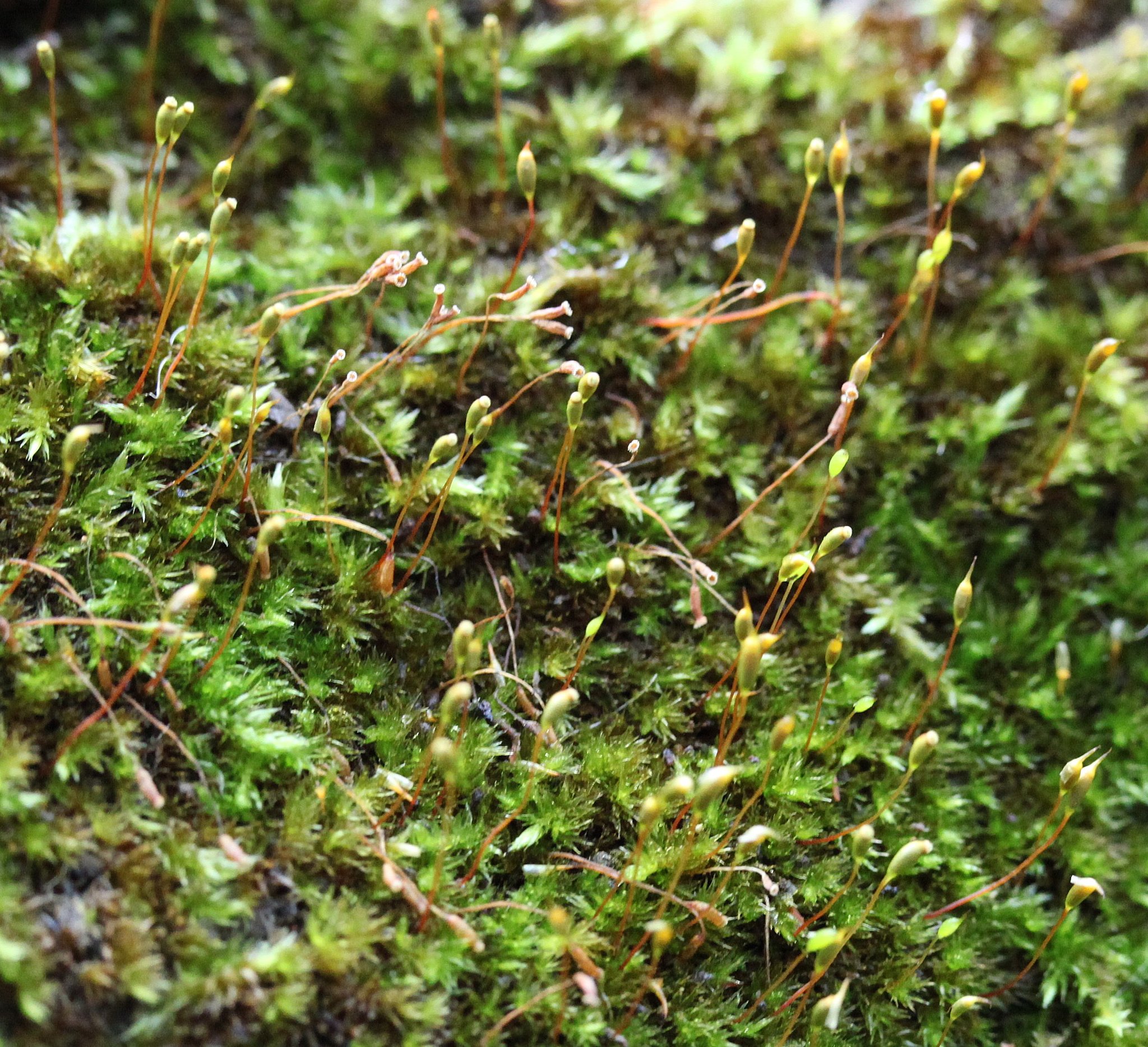 Sematophyllum subhumile