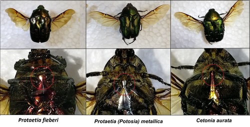 Paprastasis auksavabalis nuotrauka