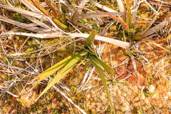Carex coriacea