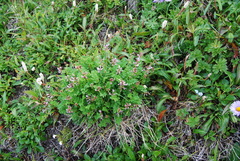 Astragalus ochotensis
