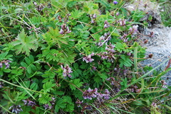 Astragalus ochotensis