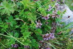 Astragalus ochotensis