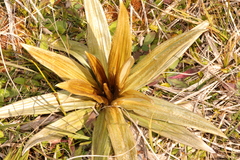 Celmisia semicordata aurigans