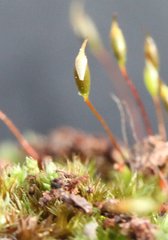 Sematophyllum subhumile