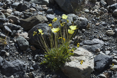 Papaver pseudocanescens