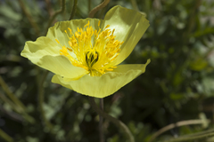 Papaver pseudocanescens