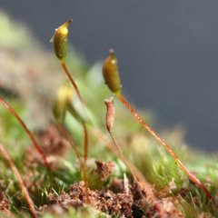 Sematophyllum subhumile