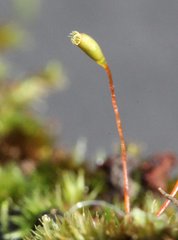 Sematophyllum subhumile
