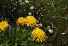 Crepis chrysantha