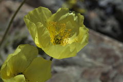 Papaver pseudocanescens