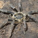 East African Lesser Banded Baboon Spider - Photo (c) John Lyakurwa, some rights reserved (CC BY), uploaded by John Lyakurwa