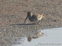 Gallinago magellanica