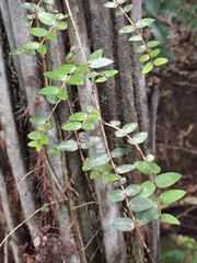Metrosideros diffusa