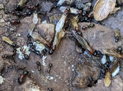 Camponotus hyatti