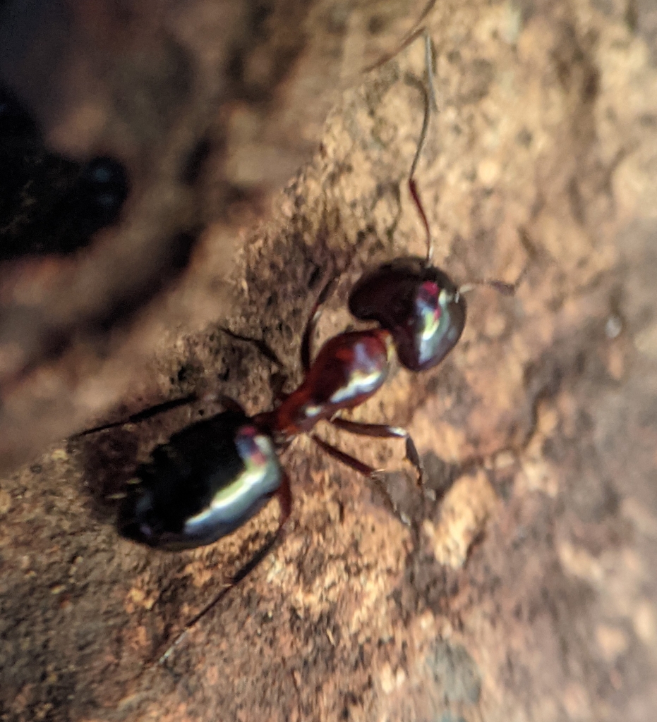 Hyatt's Carpenter Ant