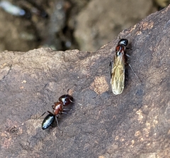Camponotus hyatti