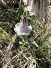 Fritillaria striata