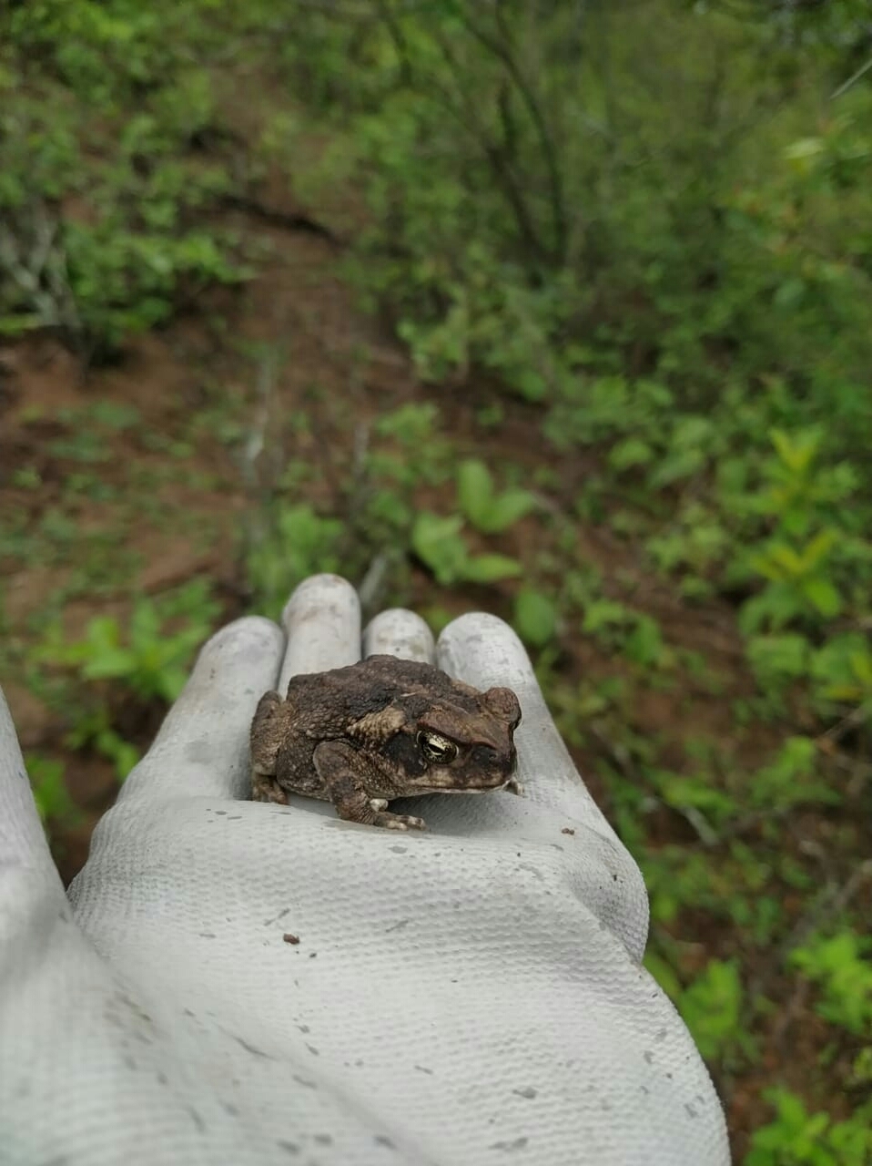 Bufonidae image