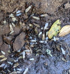 Camponotus hyatti