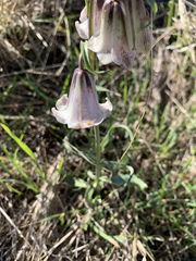 Fritillaria striata