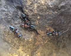 Camponotus hyatti