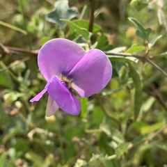 Vigna frutescens