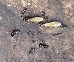 Camponotus hyatti