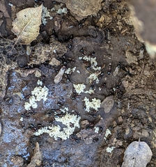 Camponotus hyatti