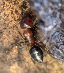 Camponotus hyatti