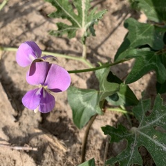 Vigna frutescens