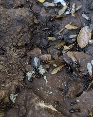 Camponotus hyatti