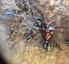 Camponotus hyatti