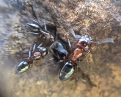 Camponotus hyatti