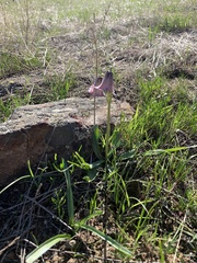Fritillaria striata
