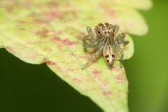 Colopsus