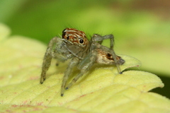 Colopsus