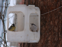 Sitta europaea asiatica