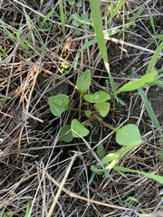Claytonia perfoliata