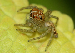 Colopsus