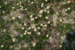 Sieversia pusilla