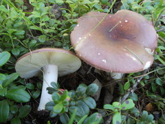 Russula exalbicans
