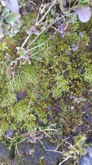 Pleuridium acuminatum