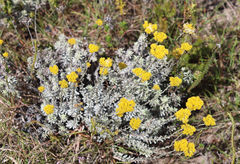 Helichrysum anomalum