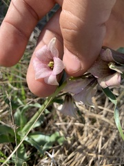 Fritillaria striata